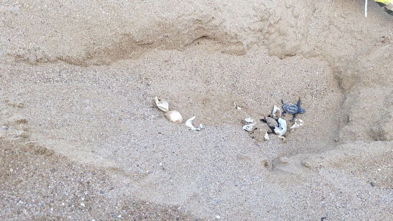 Antalya'da kürekle açılan yuvadaki yavru caretta carettalar zarar gördü