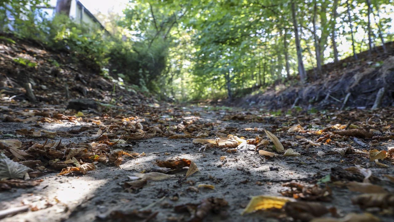 Almanya’da kuraklık nedeniyle Brandenburg eyaletindeki Panke Deresi kurudu