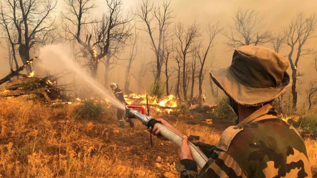 Cezayir'deki orman yangınlarında ölü sayısı 41'e yükseldi