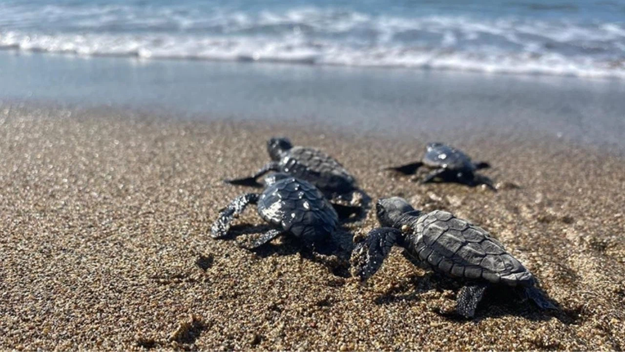 Deniz kaplumbağası yavruları denizle buluştu
