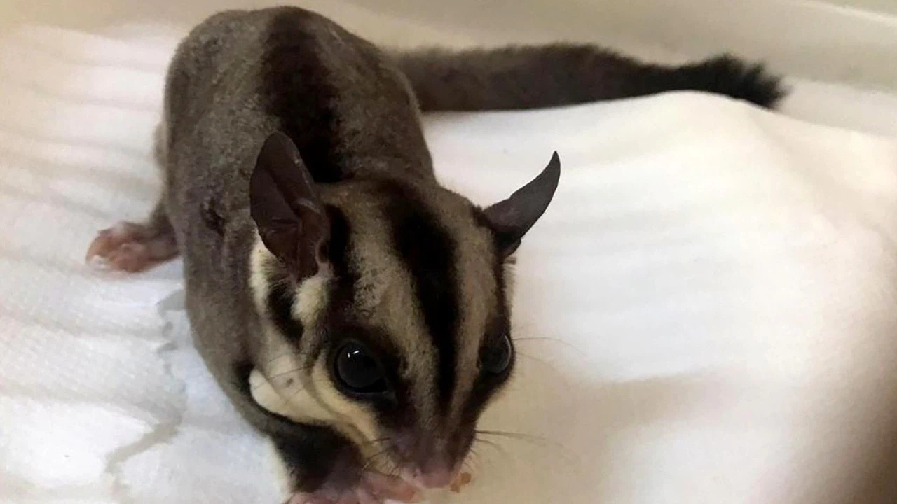 İstanbul'da ticareti yasak iki uçan sincap ele geçirildi!