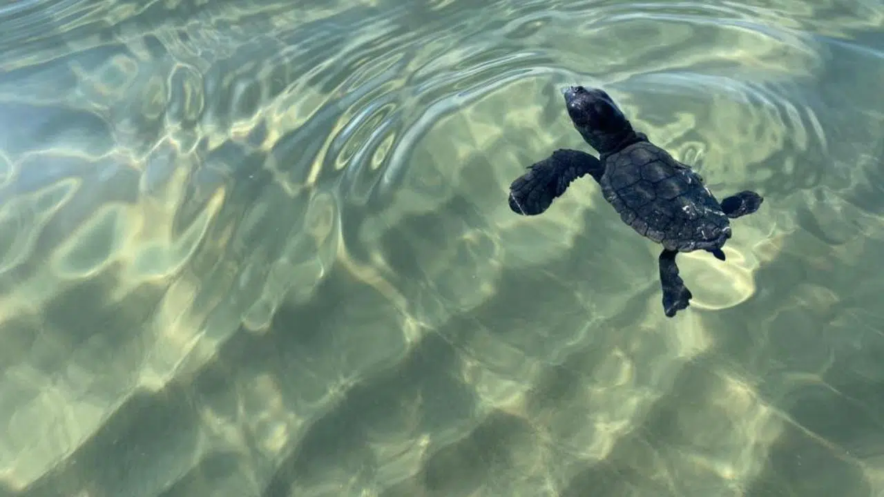 Caretta caretta yavruları denize ulaştı!