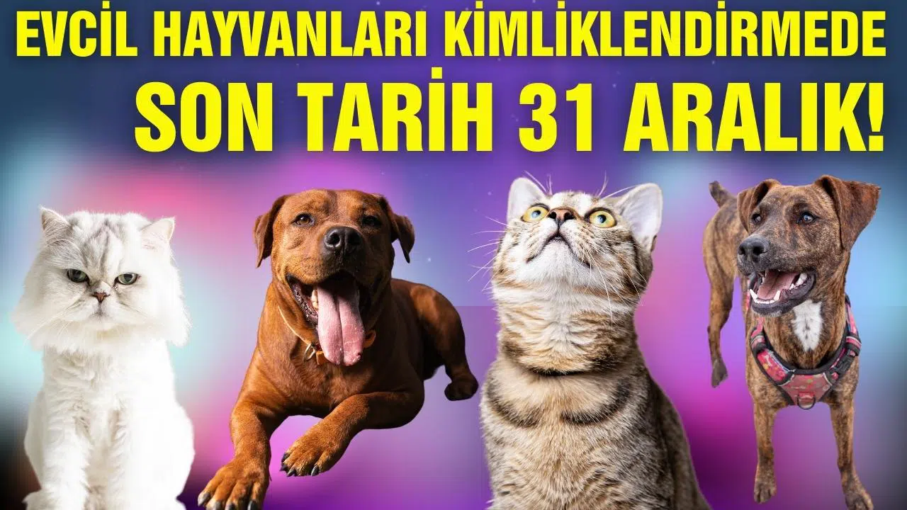 Evcil Hayvanlarını kimliklendirmek için son tarih 31 Aralık!