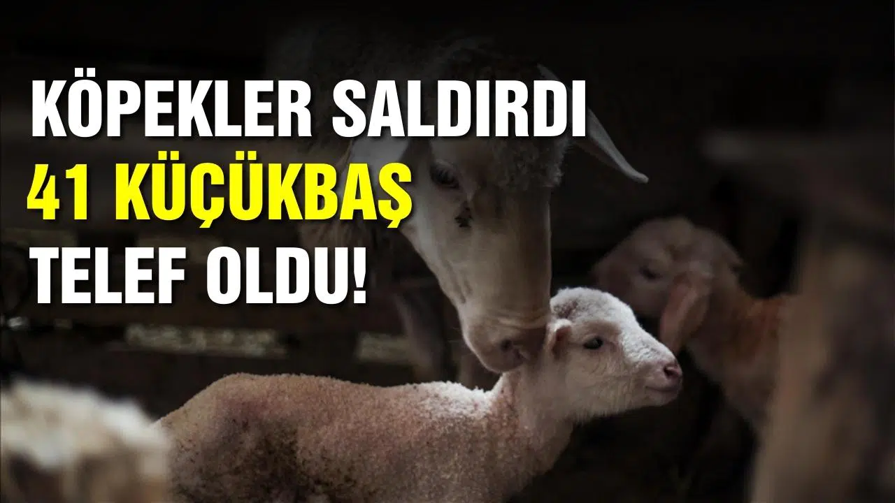 Köpekler 41 küçükbaş hayvana saldırdı!