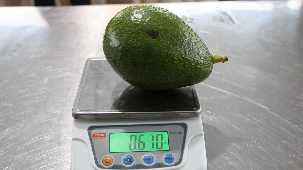 Alanya'da "En Ağır Avokado Yarışması" yapıldı!