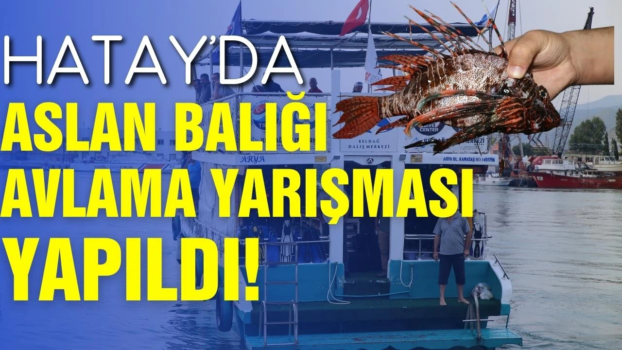 Hatay'da aslan balığı avlama yarışması yapıldı!