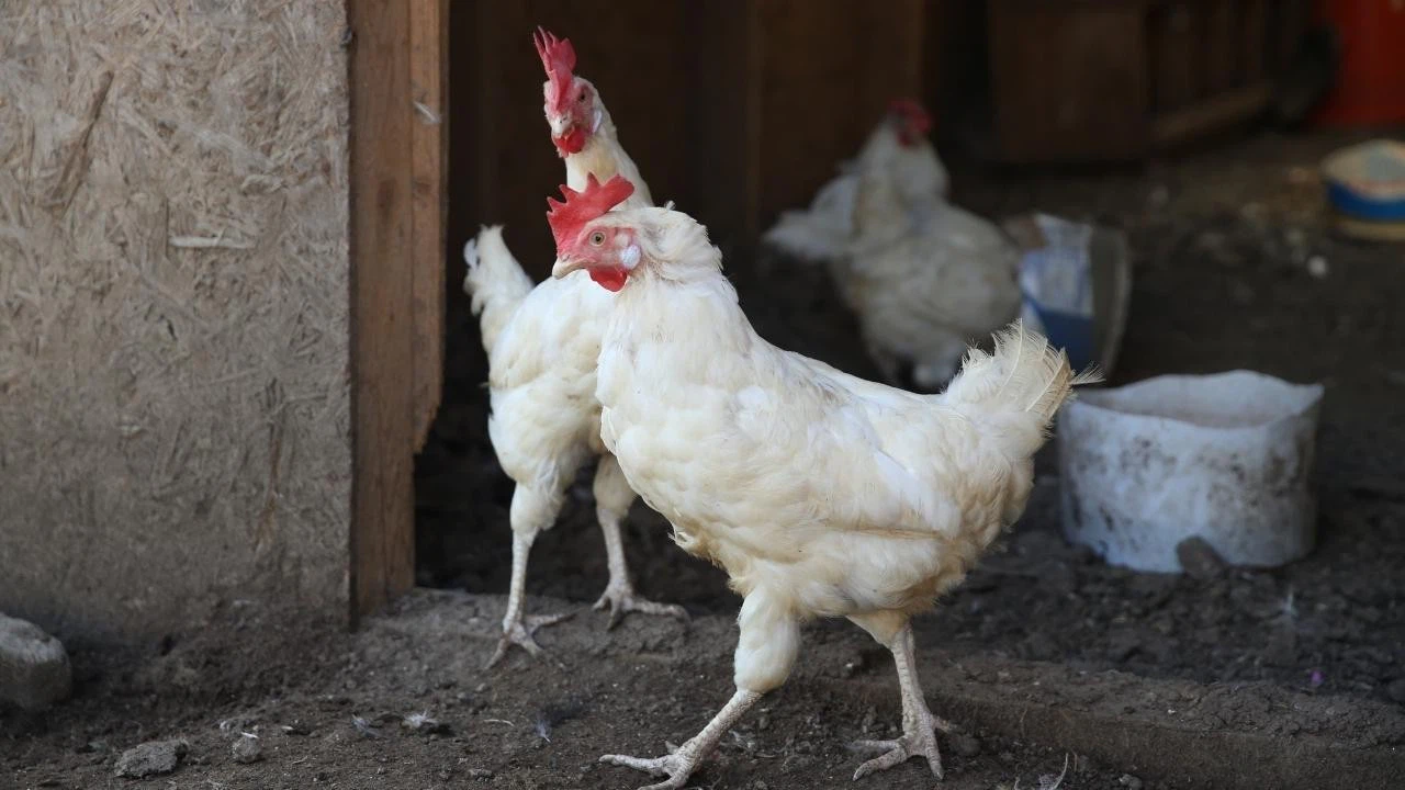 Tavuğun altından, uyuşturucu çıktı!