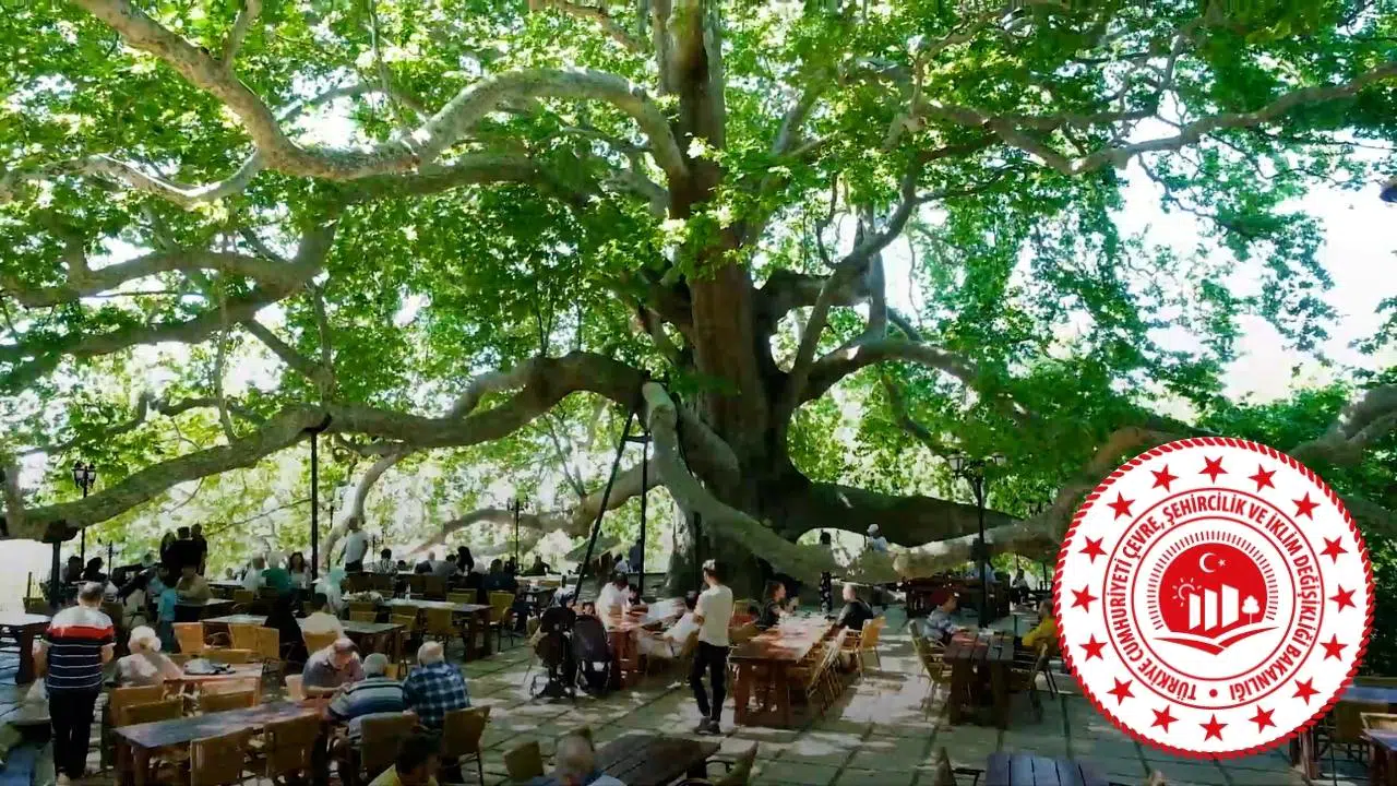 10 Bin anıt ağaç koruma altında!