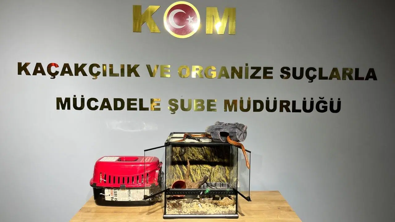 Kaçak hayvan ticareti yaptılar!
