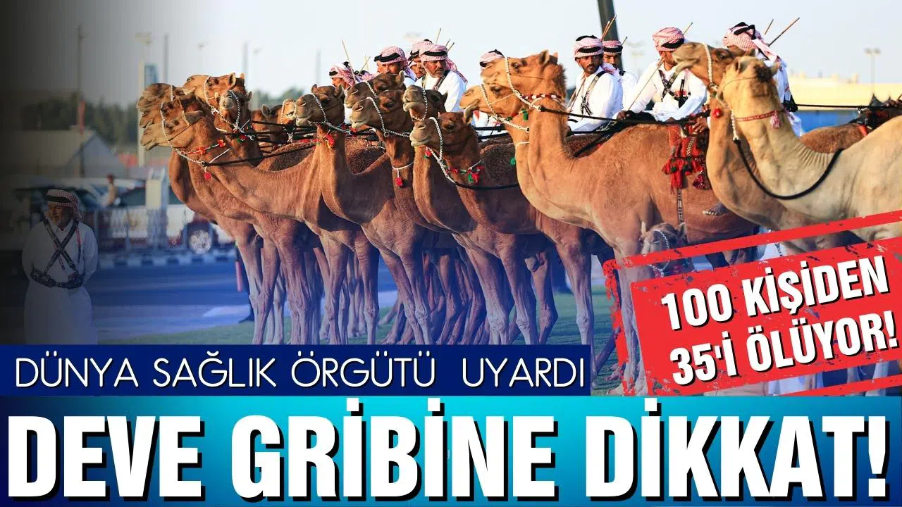 Dünya Sağlık Örgütü uyardı: Deve gribi virüsüne dikkat