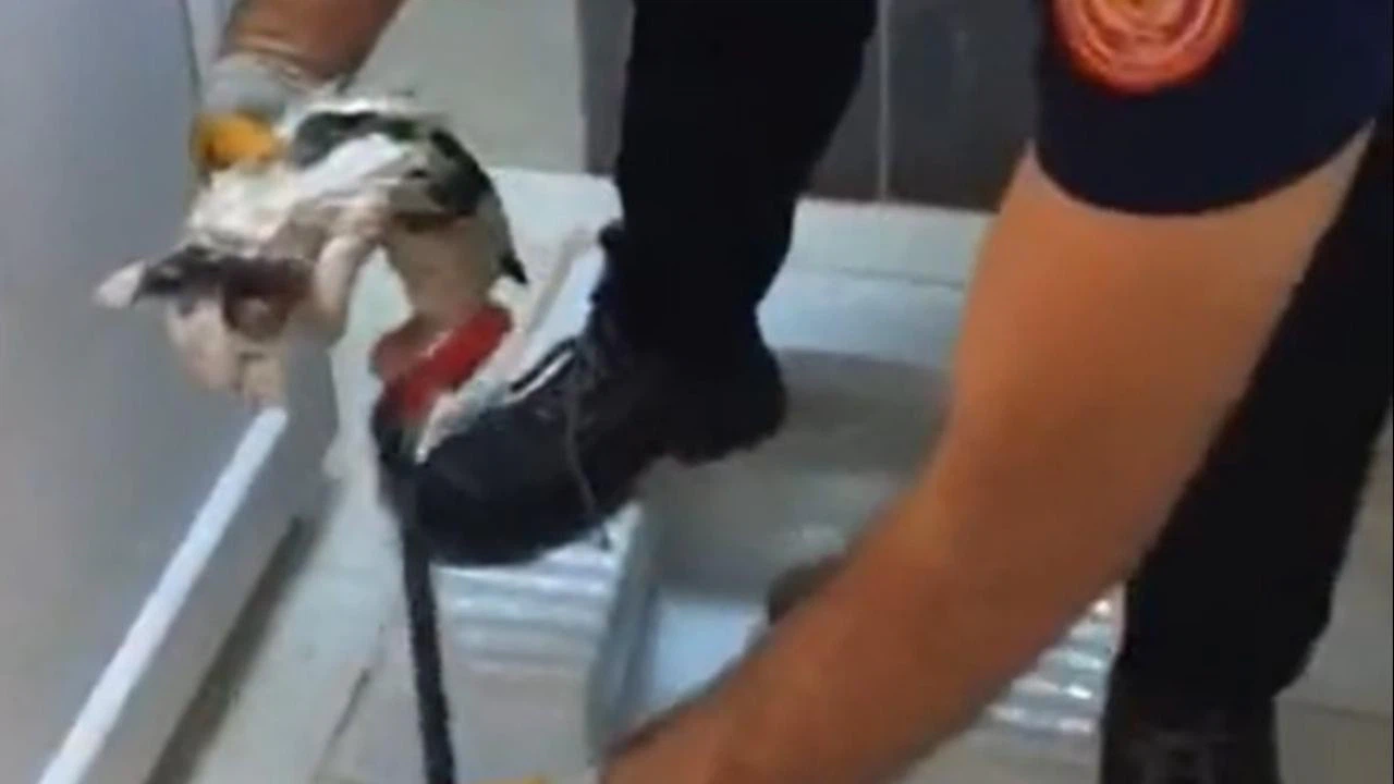 Kayseri'de tuvaletin deliğine sıkışan yavru kedi kurtarıldı