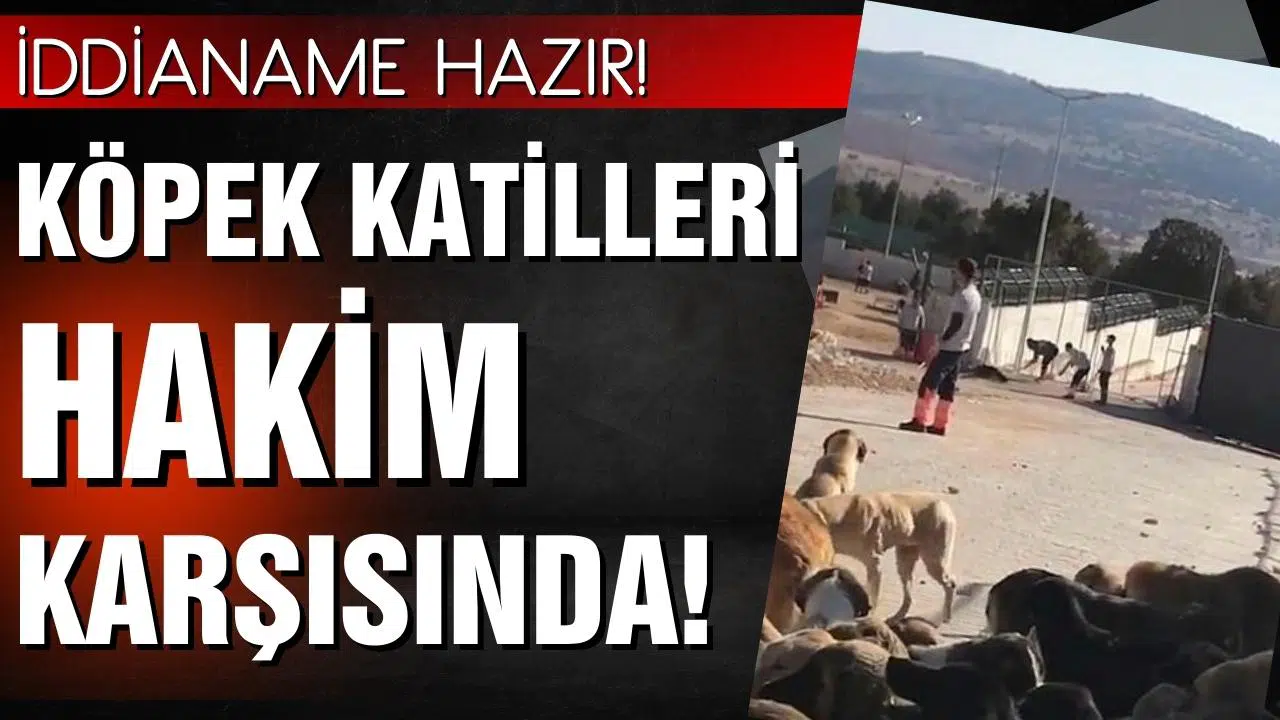 Köpek katilleri hakim karşısında!