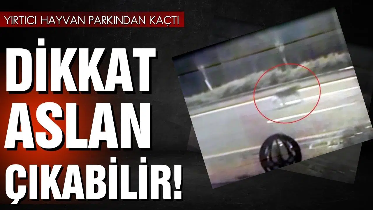 Başkent'te aslan paniği!