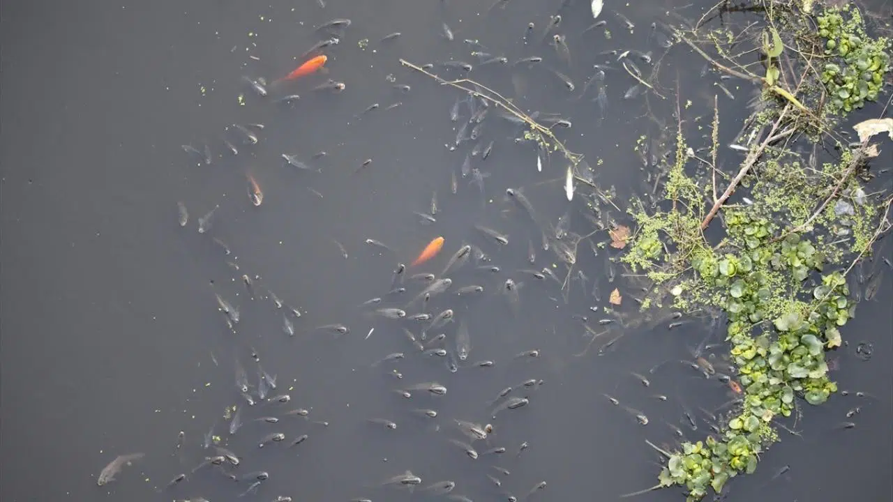 Balık ölümleri çoğalan Hatay'da inceleme başlatıldı