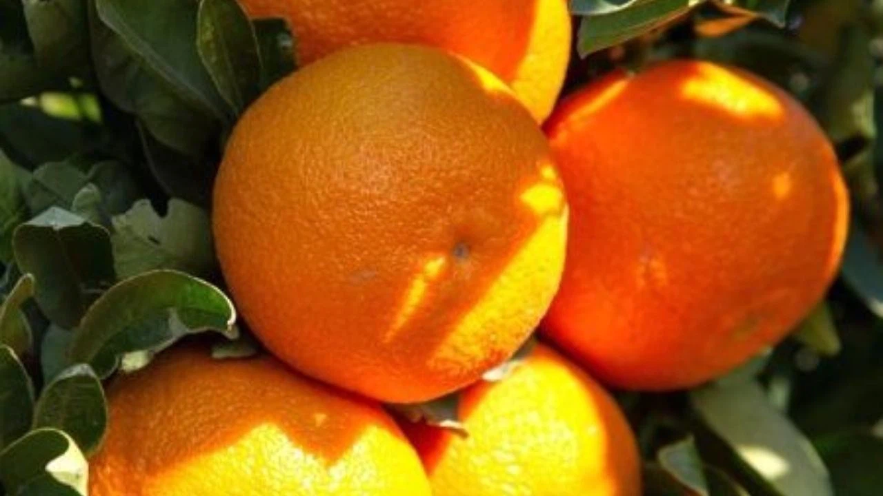 Bodrum mandalinasından 7-8 bin ton rekolte bekleniyor