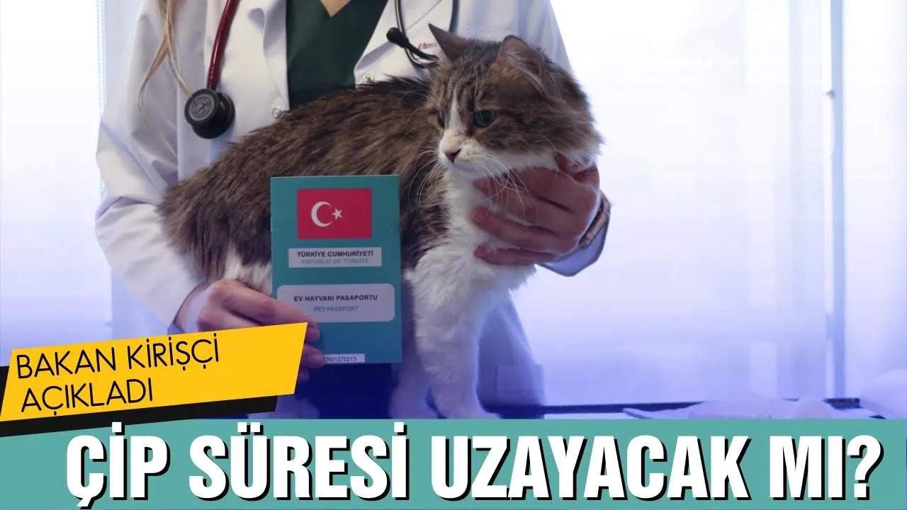 Evcil hayvanlar için zorunlu olan çip uygulamasında süreç uzayacak mı?