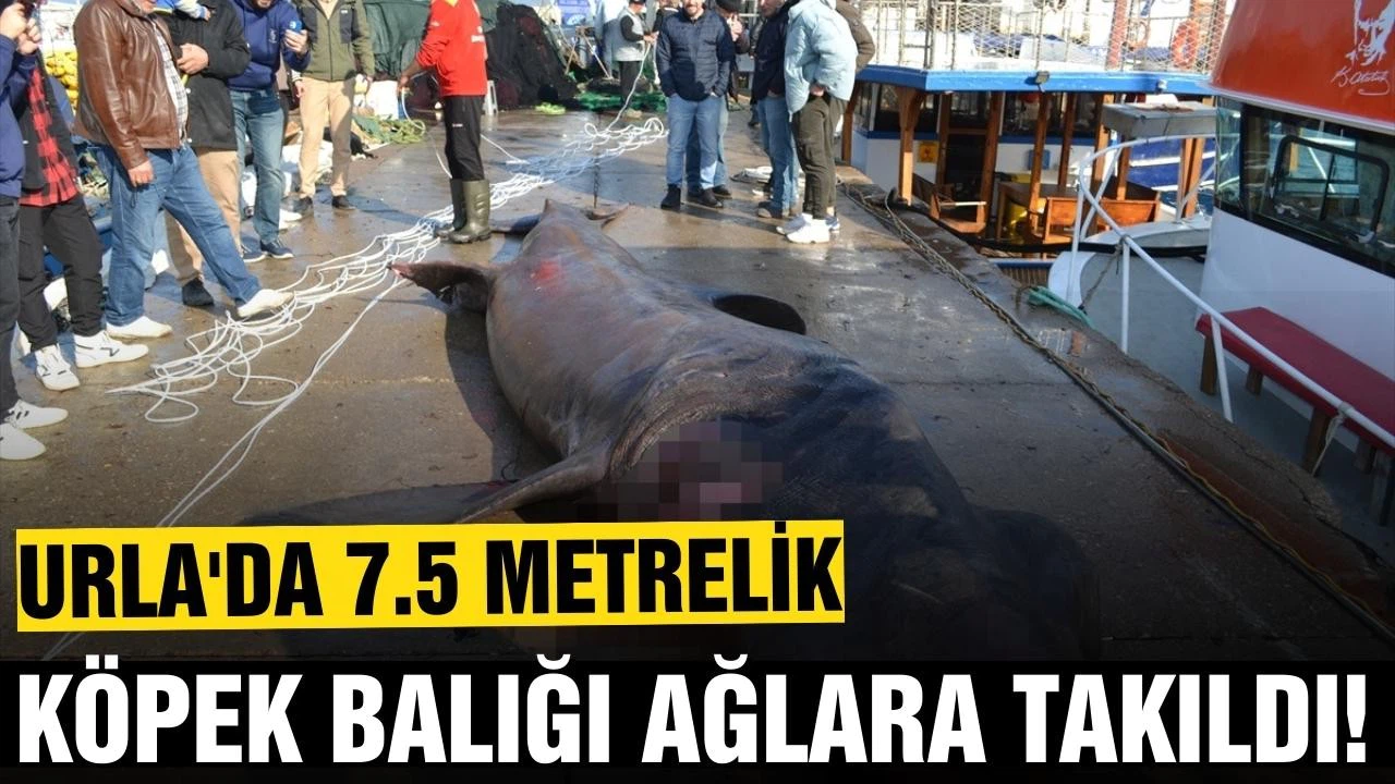 Urla'da 7,5 metrelik ölü köpek balığı ağlara takıldı