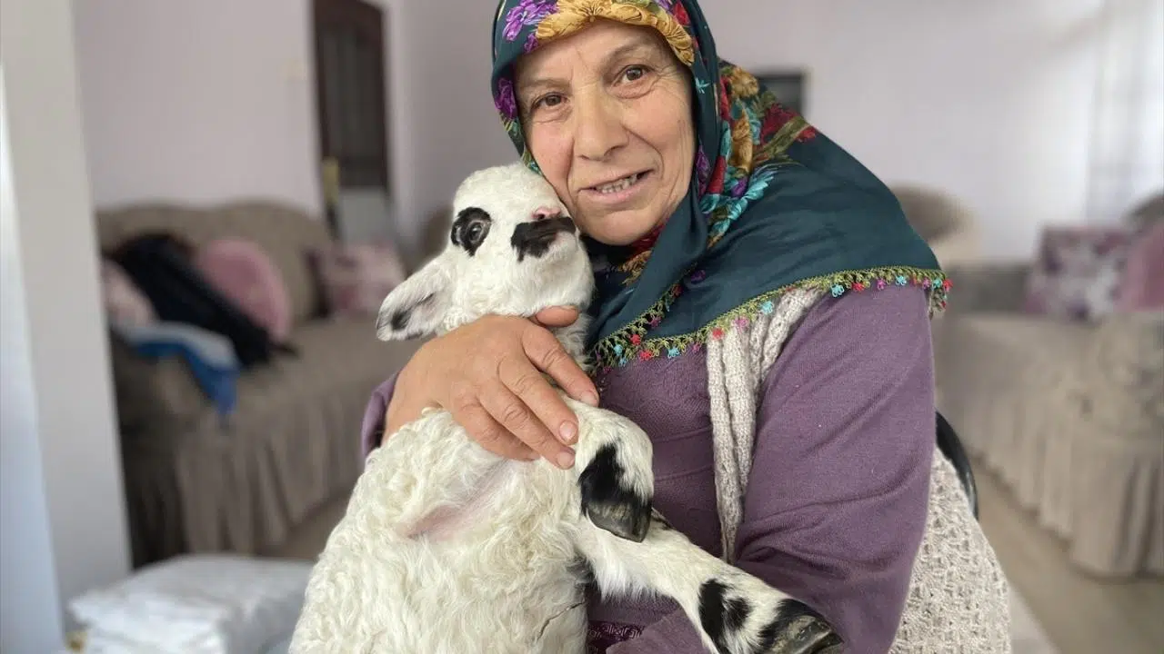 Bir haftalık kuzuya evlerinde bakıyorlar