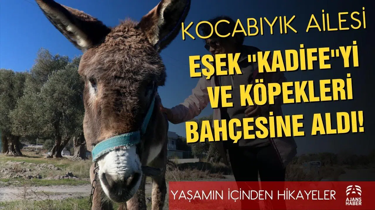 Kocabıyık çifti bahçesini sahipsiz köpeklere ve eşek "Kadife"ye açtı