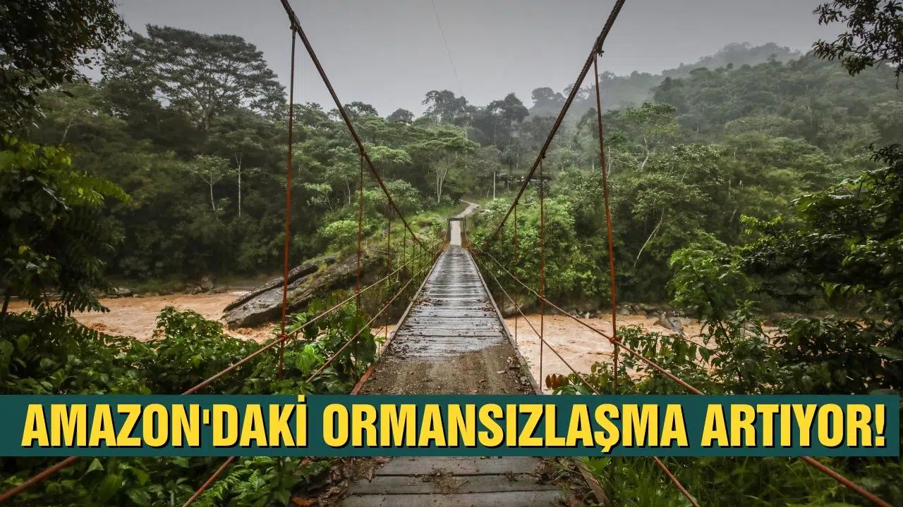 Amazon'da 3 bin futbol sahası büyüklüğünde orman yok oldu