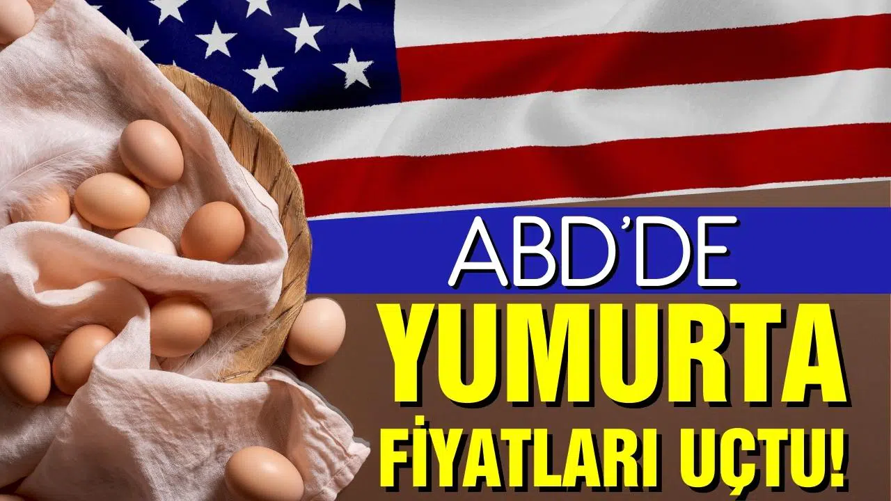 ABD'de kuş gribi krizi! Yumurta fiyatları uçtu!