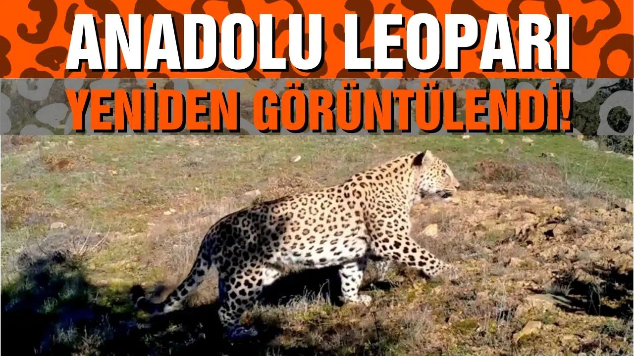 Anadolu leoparı iki ayrı bölgede yeniden görüntülendi!