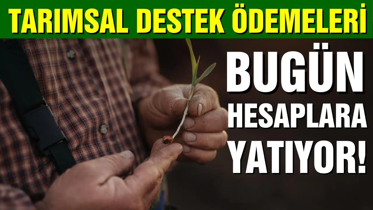 Tarımsal destek ödemeleri bugün hesaplara yatıyor!