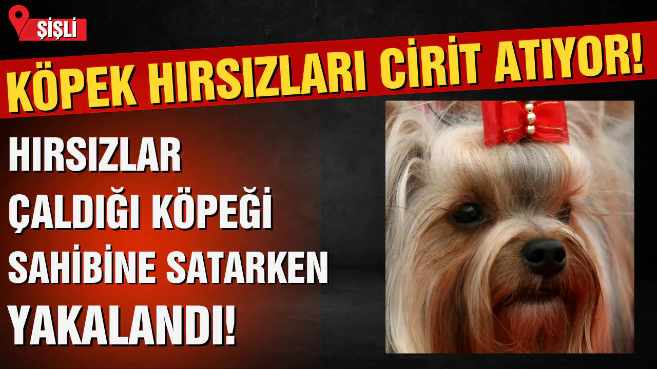 Köpek hırsızları cirit atıyor: İstanbul'da çaldıkları cins köpeği sahibine satmak istediler!