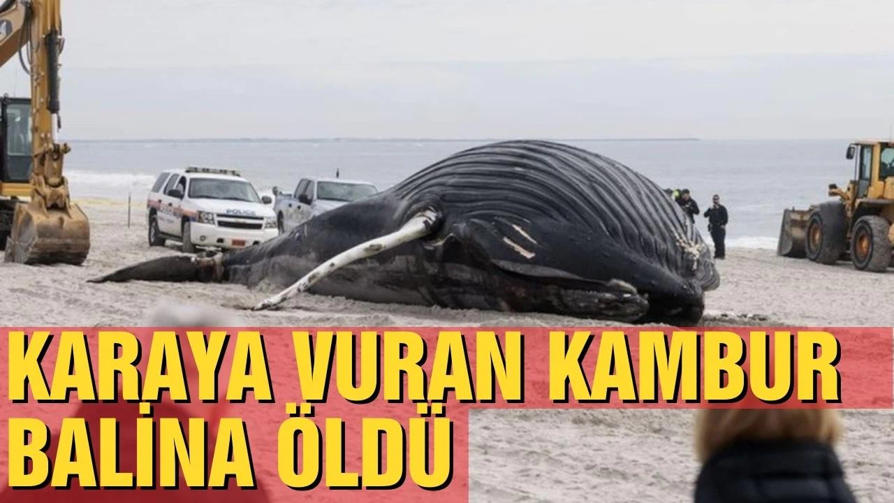 Amerika'da Kambur balina karaya vurdu