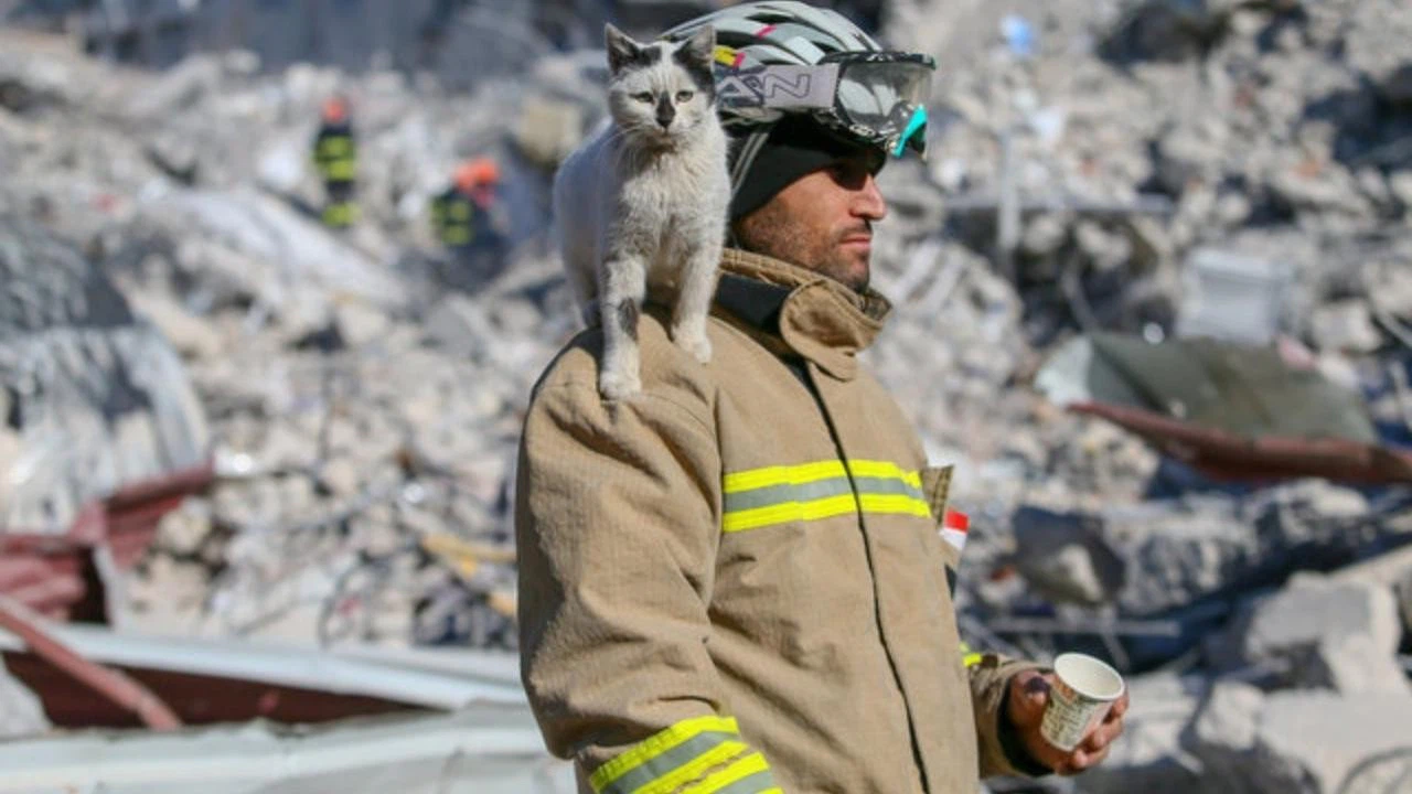 Göçükten çıkarılarak "Enkaz" adı verilen kedi, arama kurtarma ekibinin maskotu oldu