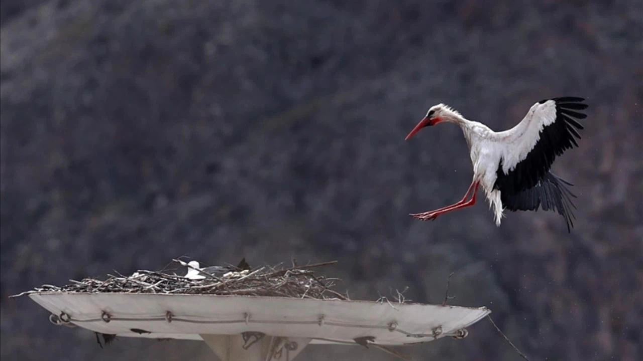 Leylek Jonas İstanbul semalarında