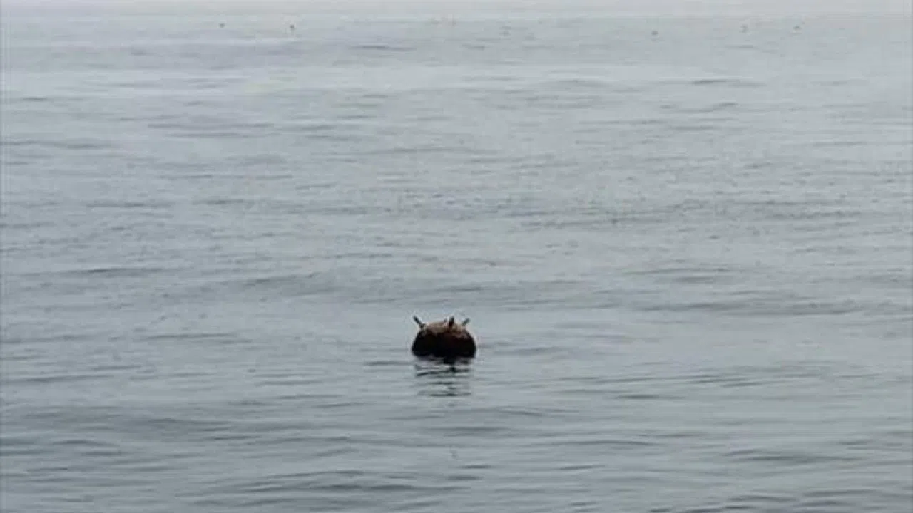 Kastamonu açıklarında mayın tespit edildi!