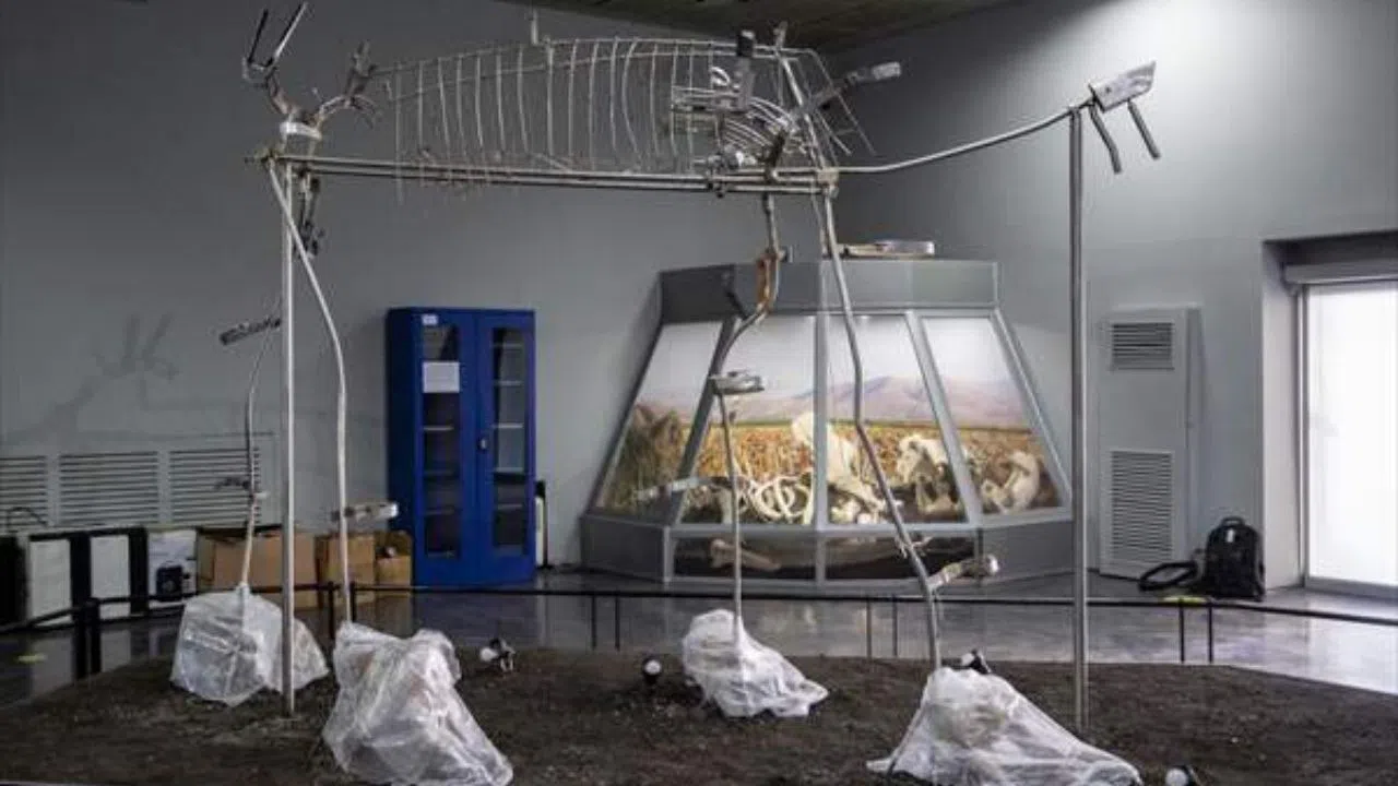 "Maraş Fili" korumaya alındı! 3 bin 500 yıllık fil fosili müzede güvenli alana taşındı!