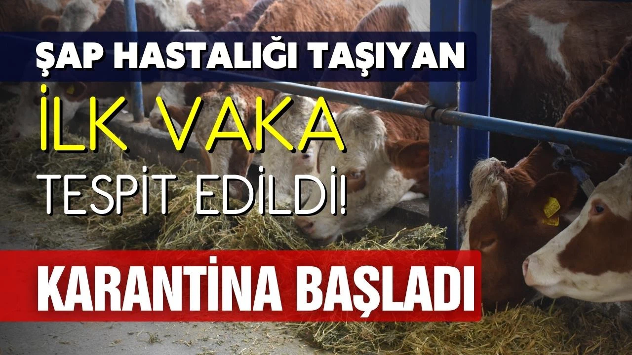 Şap hastalığı taşıyan ilk vaka tespit edildi! Karantina başladı