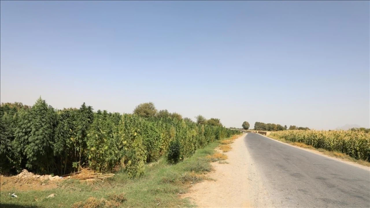 Taliban kenevir ekimini yasakladı!