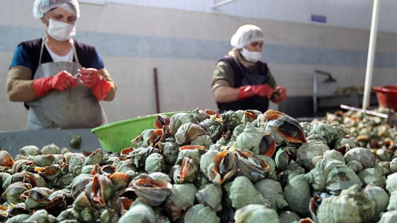 Salyangoz ihracatı 3,2 milyon doları aştı!