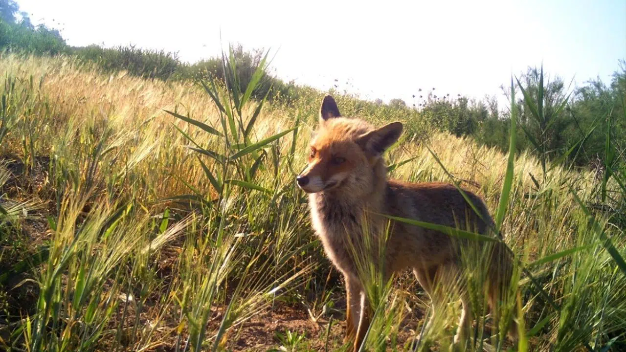 Manisa'daki yaban hayatı foto kapanlarla görüntülendi