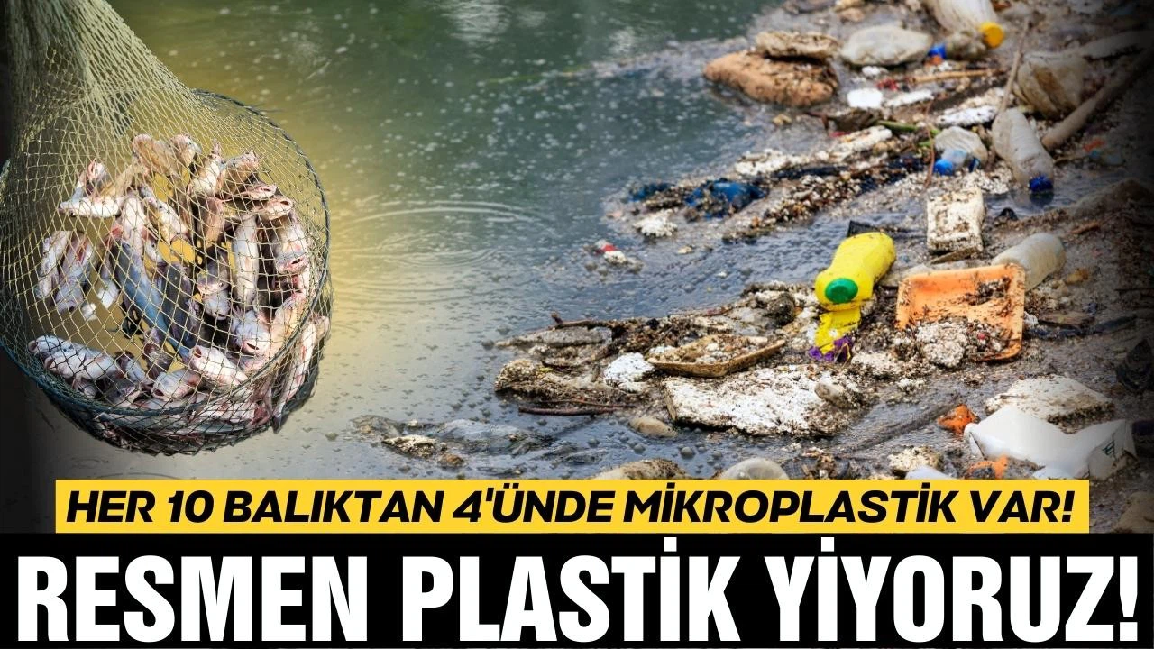 İzmit Körfezi'ndeki her 10 balıktan 4'ünde mikroplastik tespit edildi