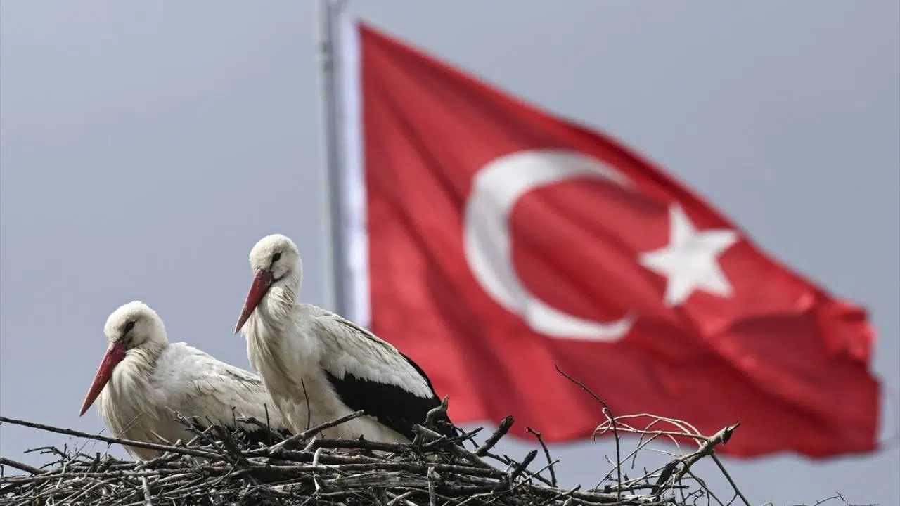 Leylek apartmanı sakinleri yuvalarına geldi
