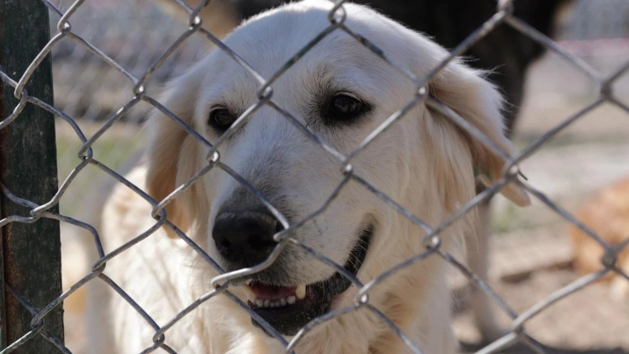 Kütahya Belediyesi sokak hayvanları için alttan ısıtmalı barınak yapıyor!