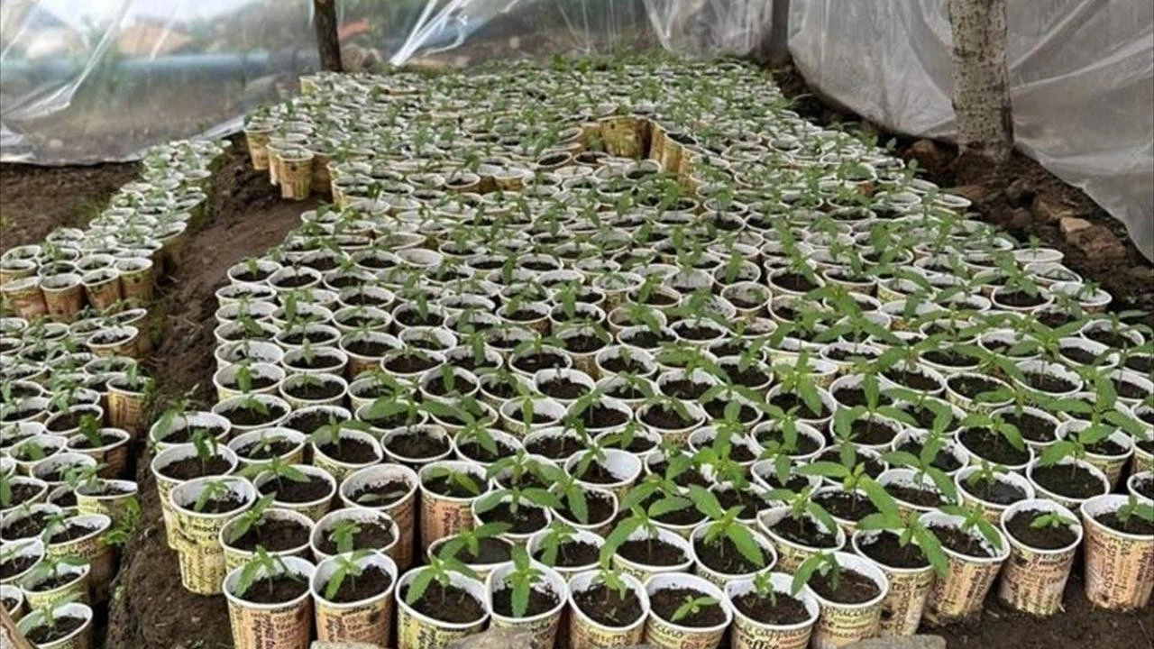 Bingöl'de kağıt bardakta yetiştirilen 3 bin 340 kök kenevir ele geçirildi!