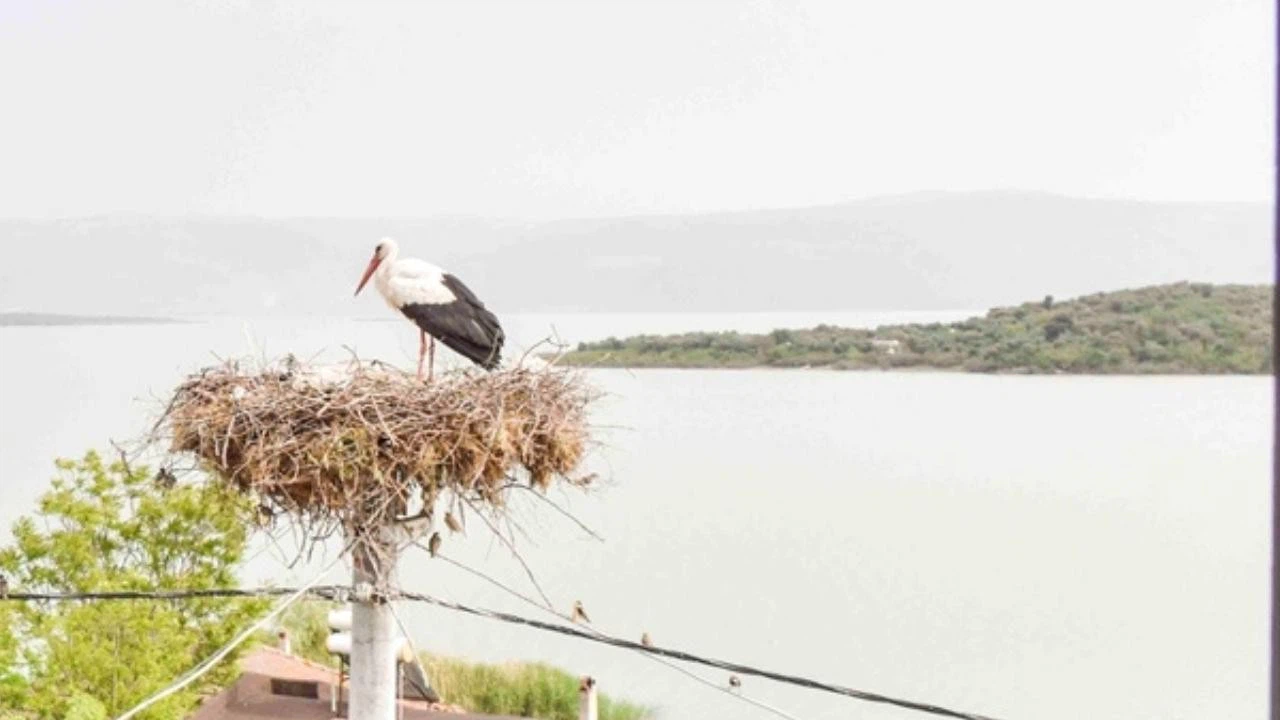 "Yaren" leylek yavrularını yeni yuvasında büyütüyor