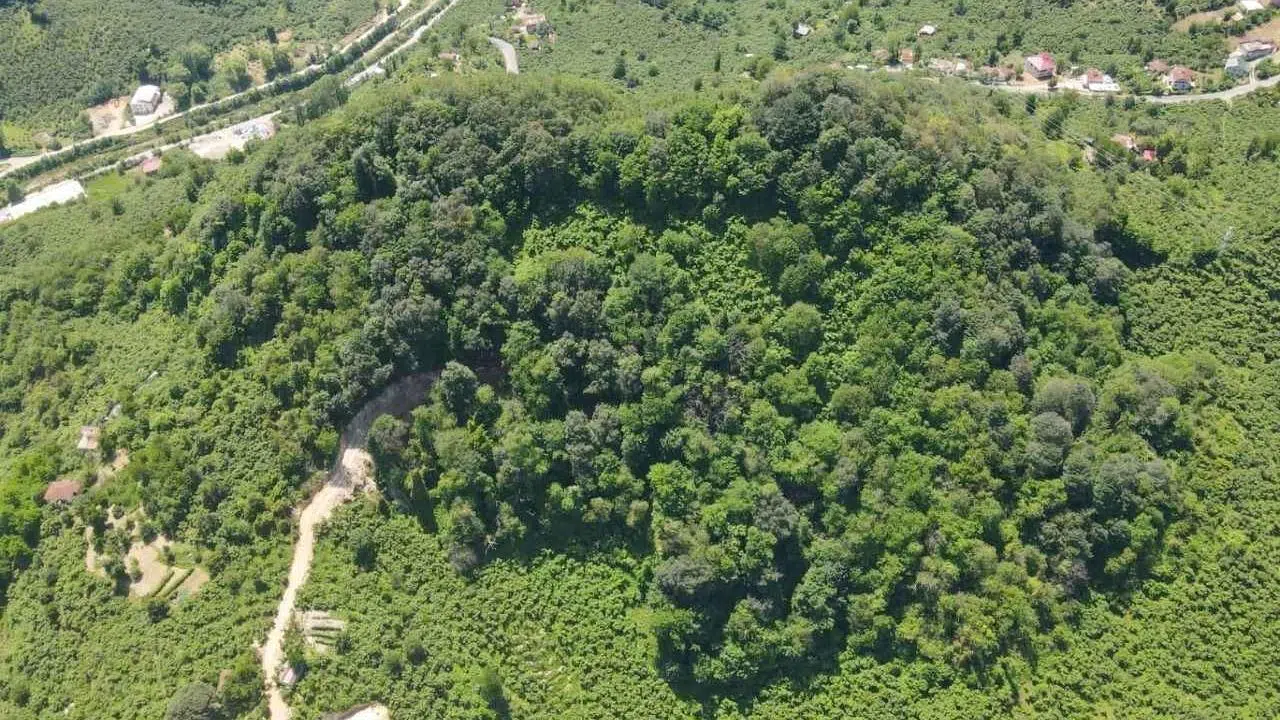 "Millet ormanı" sayısı bu yıl 19'a çıkacak!