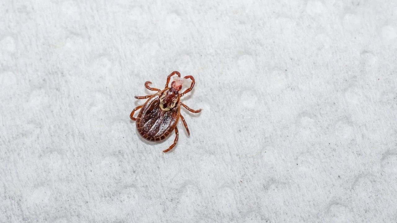 Amasya'da KKKA hastalığı şüphesiyle ölüm!