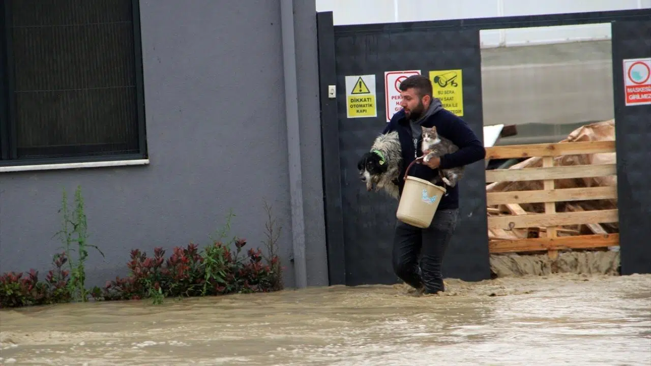 Sel nedeniyle mahsur kalan evcil hayvanlar kurtarıldı