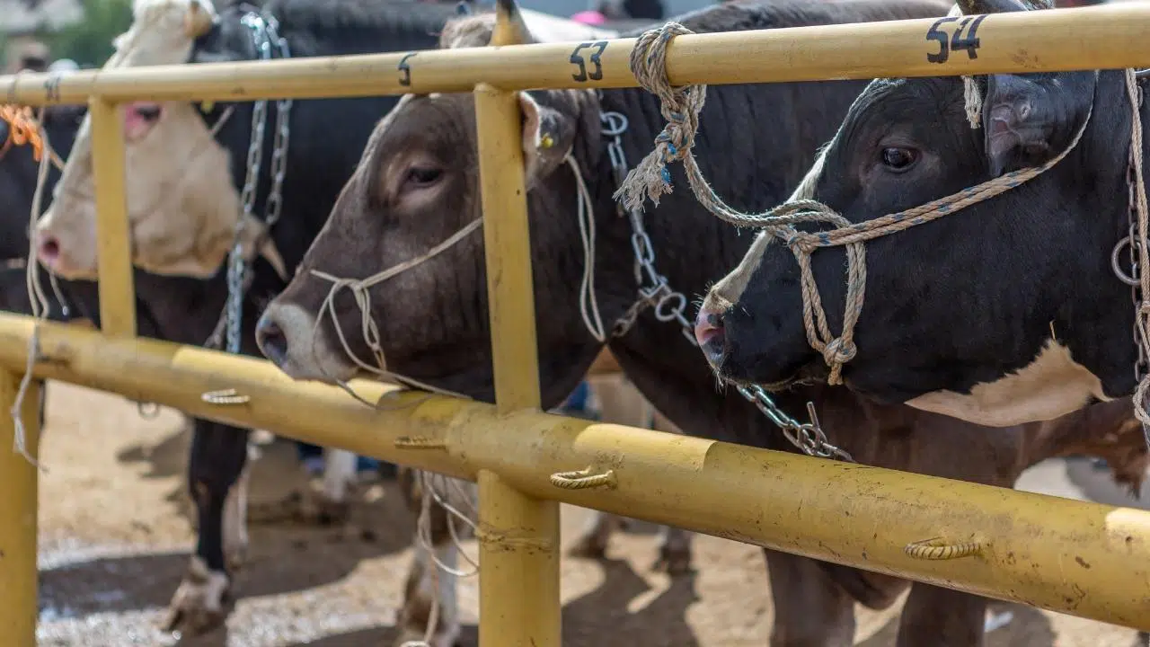 Zincir marketlerde kurbanlık satışı başladı