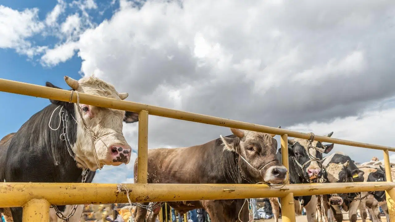 İşte sokakta kurban kesmenin cezası!