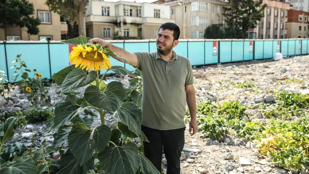 Depremde yıkılan kuruyemişçinin enkazında ayçiçeği açtı!