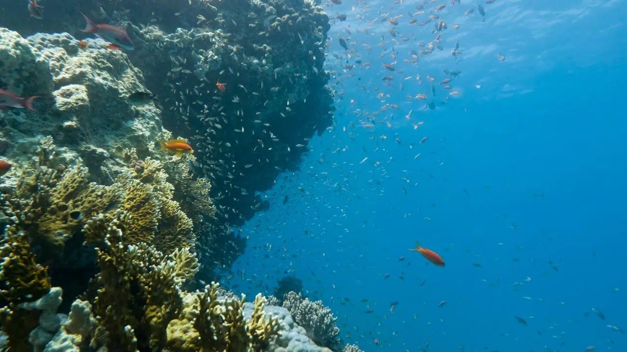 Okyanusların derinlerinde ne var?