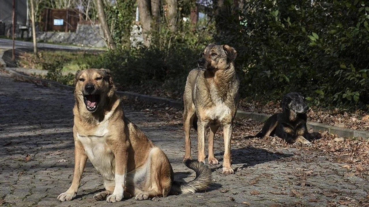 Başkentliler başıboş köpek sorununa isyan etti!